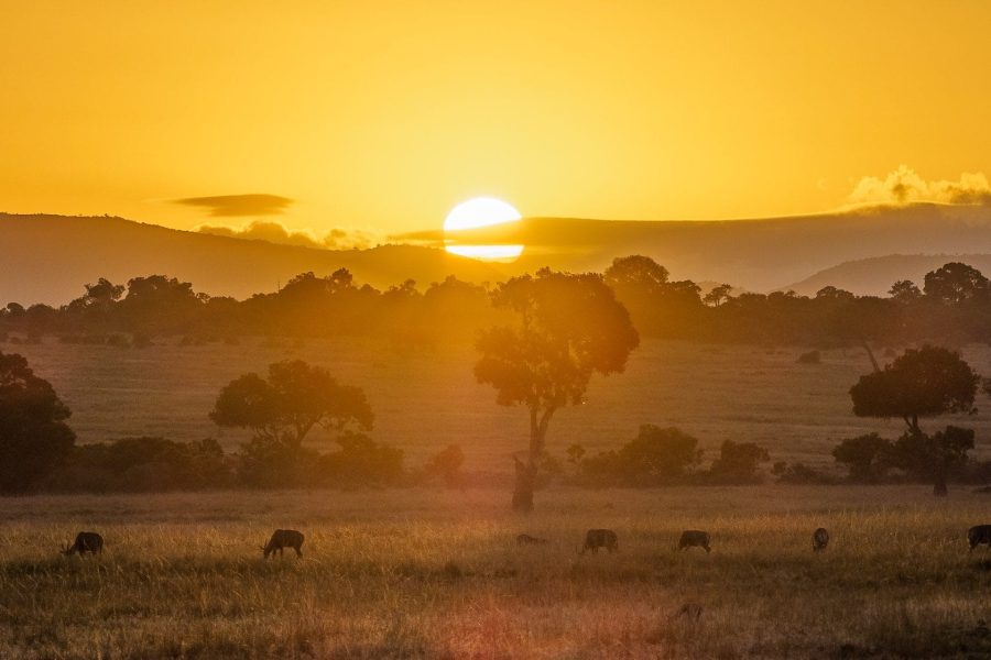 Individual Trip: Kenya – Maasai Mara