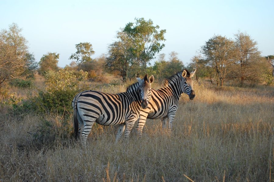 Individual Trip: South Africa – Kruger