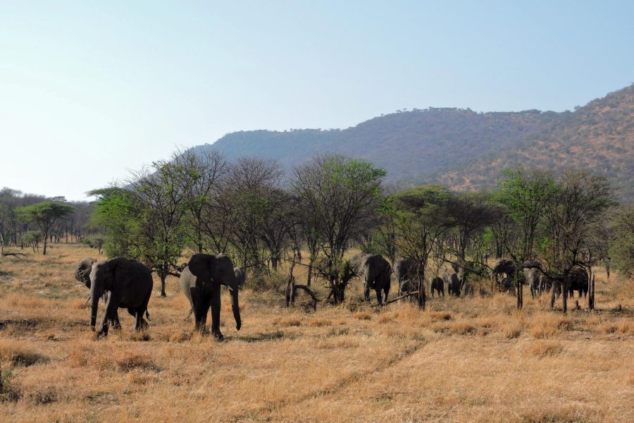 Individual Trip: Tanzania – Serengeti & Ngorongoro