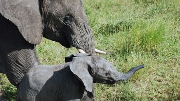 Wildlife on the Serengeti savanna in Tanzania