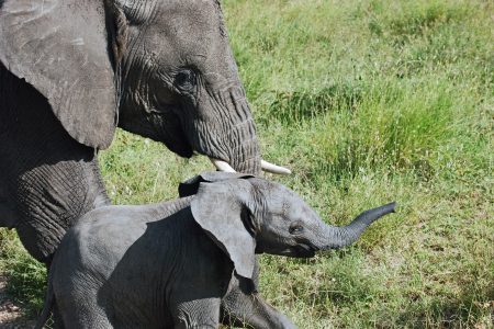 Wildlife on the Serengeti savanna in Tanzania