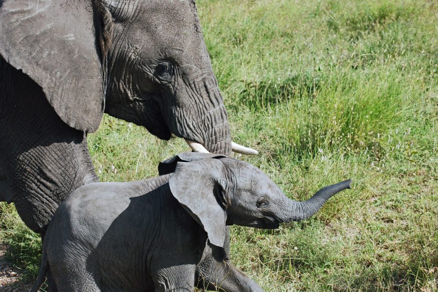 Wildlife on the Serengeti savanna in Tanzania