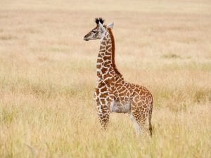 Individual Trip: Kenya Safari