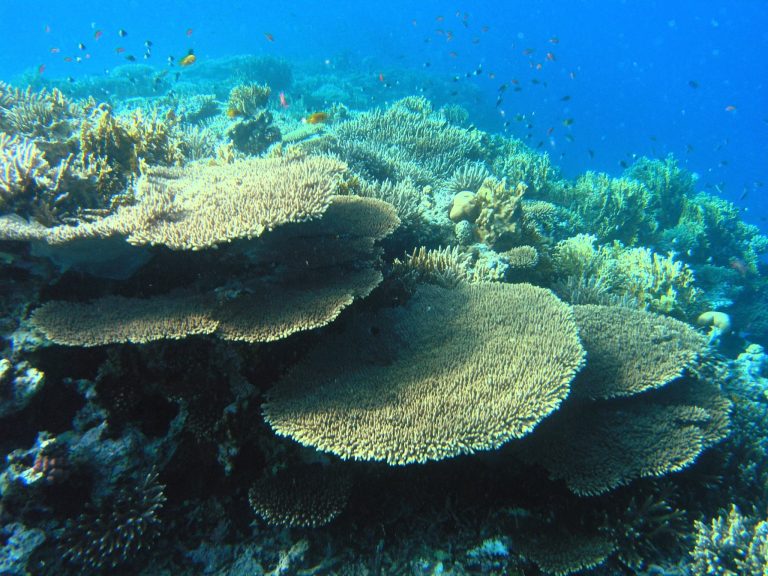 Individual Trip: Red Sea