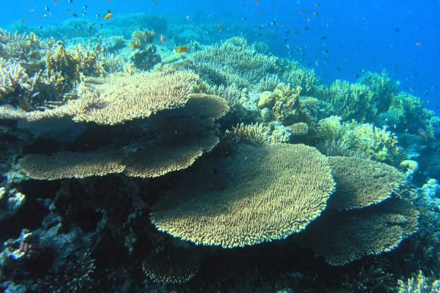 Coral reef with colourful fish in the clear waters of the Red Sea