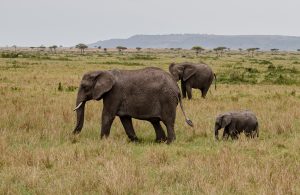 Individual Trip: Kenya Safari