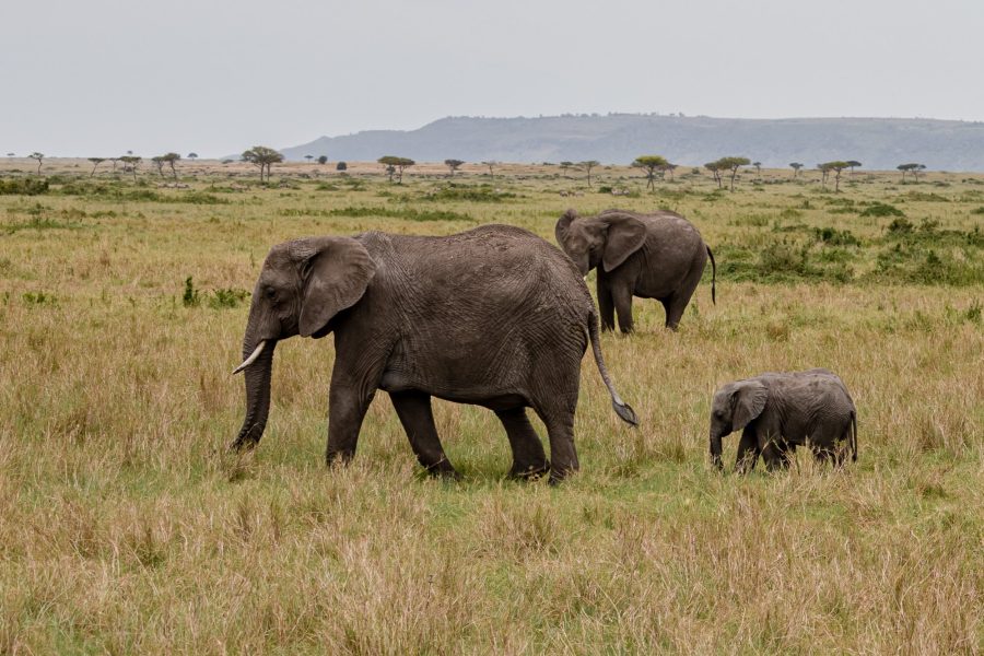 Savannah with wildlife in the Maasai Mara National Reserve in Kenya