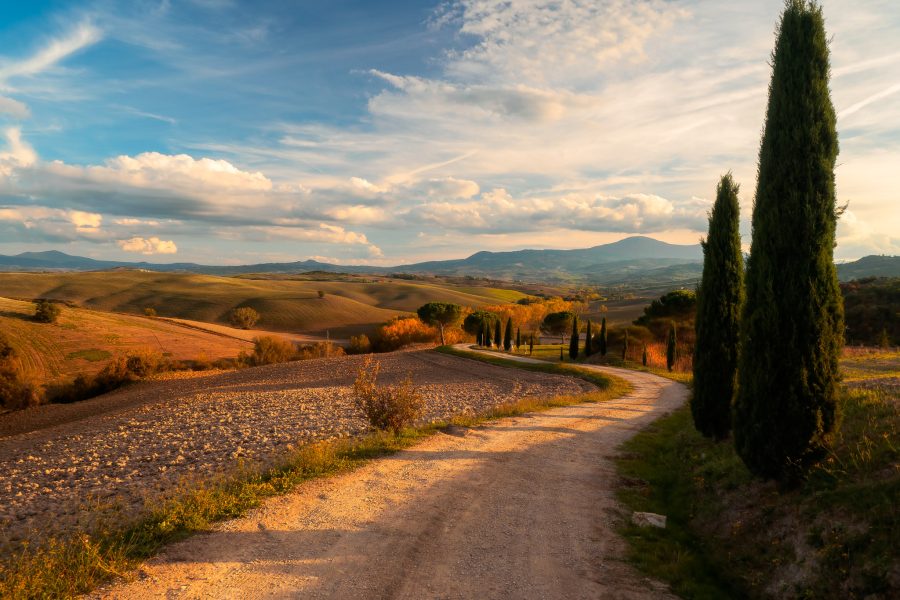 Cypress trees on the rolling hills of Tuscany