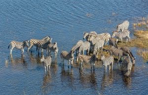 Individual Trip: Botswana