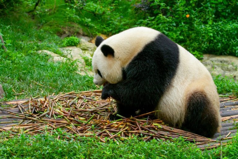 China