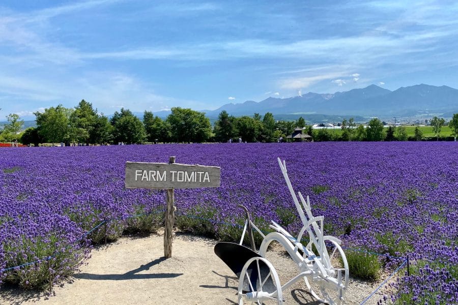 Hokkaido Furano lavender