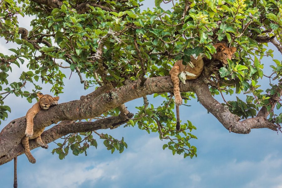 Individual Trip: Uganda