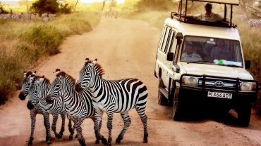 Tanzania Travel Guide: Everything You Need to Know